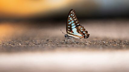 butterfly on the ground with blurred background