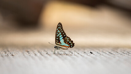 butterfly on the ground with blurred background