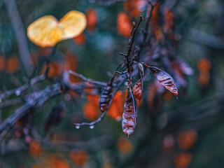 Winter scene. Pods of Judas tree hanging under the rain.Those edible, sweet and tart pods will disappear early in the spring... - 781087247