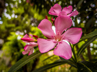 Bright pink oleander flowers closeup. Light and strong bokeh form bubbles in the natural background with some space for text and logo. - 781087433