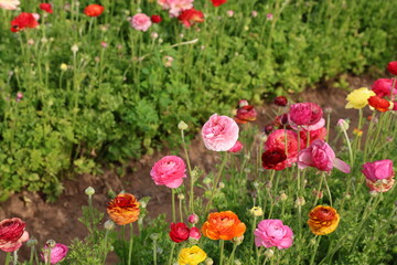 mixed colors ranunculus 