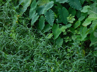 Natural green background from plants that grow in tropical places. Suitable for templates, posters, billboards or banners
