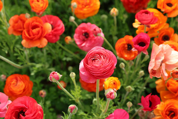 Fototapeta premium mixed colors ranunculus