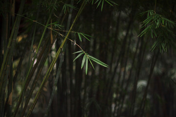 green bamboo forest, park, nature, outdoor, seasons, spring, summer, autumn, dark colors, background, plants