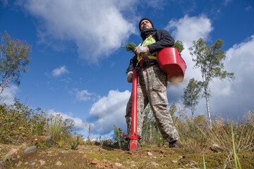 Forest worker with a tool for planting trees.