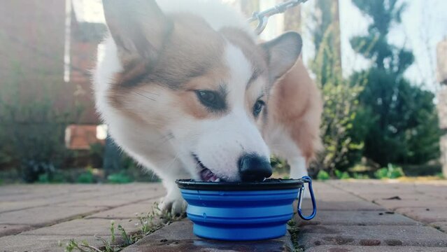 Pembroke Welsh Corgi puppy drinks from a collapsible silicone hiking bowl. A walk on a sunny day in a city park. Happy little dog. Care concept, animal life
