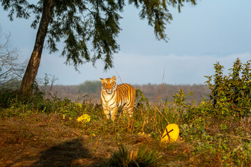 wild indian female bengal tiger or panthera tigris on territory stroll head on staring with angry...