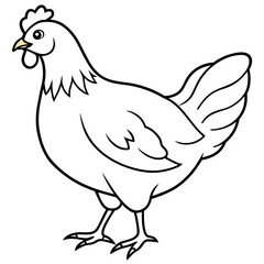chicken vector illustration with line art.