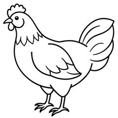 chicken vector illustration with line art.
