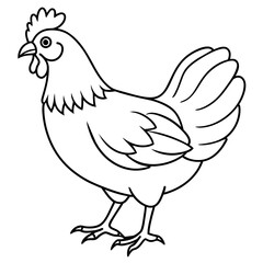 chicken vector illustration with line art.