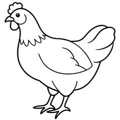    chicken vector illustration with line art.
