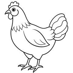    chicken vector illustration with line art.
