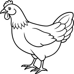    chicken vector illustration with line art.
