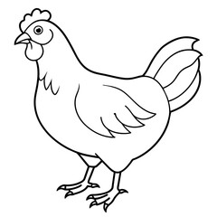    chicken vector illustration with line art.
