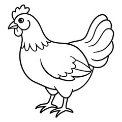    chicken vector illustration with line art.
