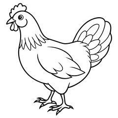    chicken vector illustration with line art.
