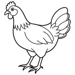    chicken vector illustration with line art.
