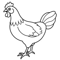    chicken vector illustration with line art.
