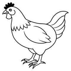    chicken vector illustration with line art.
