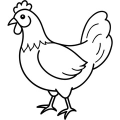    chicken vector illustration with line art.
