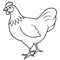    chicken vector illustration with line art.
