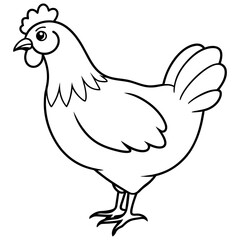    chicken vector illustration with line art.
