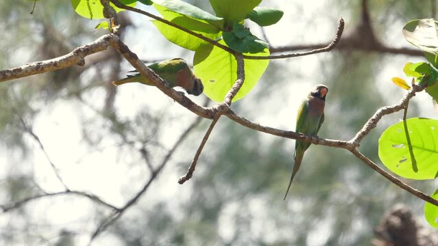 Colorful parakeets perched on tree branch in serene natural habitat with green foliage. Wildlife and bird watching.