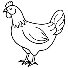    chicken vector illustration with line art.
