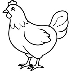    chicken vector illustration with line art.
