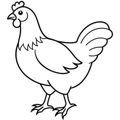    chicken vector illustration with line art.
