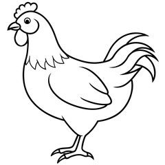    chicken vector illustration with line art.
