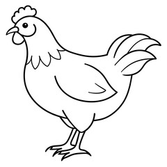   chicken vector illustration with line art.
