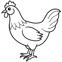    chicken vector illustration with line art.
