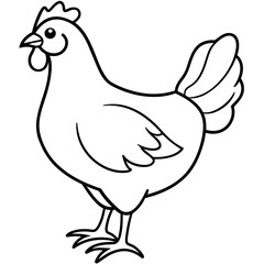 Fototapeta premium chicken vector illustration with line art. 