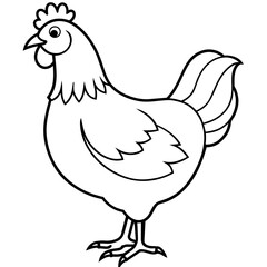    chicken vector illustration with line art.
