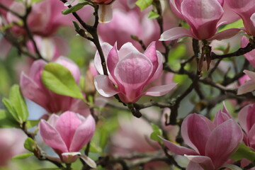 Magnolia tree blossom in springtime. Tender pink flowers.
