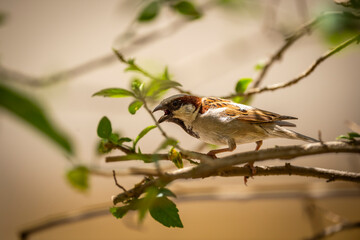 male House sparrow or Passer domesticus bird calling beak open closeup in natural green background...