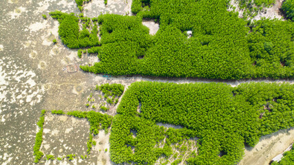 Aerial view of coastline with green mangroves and forest. Mangrove landscape. Bantayan island,...