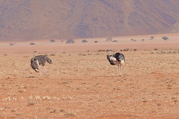 Picture of two ostrich on open savannah in Namibia during the