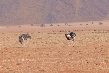  Picture of two ostrich on open savannah in Namibia during the © Aquarius