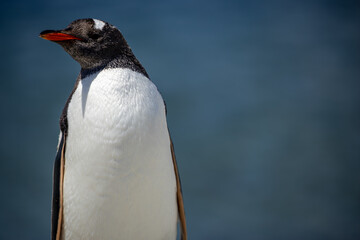 A Gentoo Penguin (pygoscelis papua).