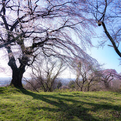 Obraz premium 桜前線に誘われて