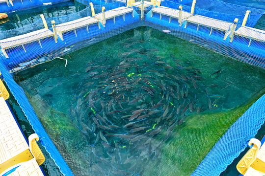 Sea fish in a floating net cage