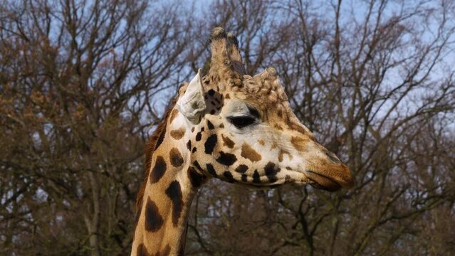 Close up of giraffes head looking around