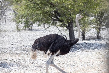 Picture of a running ostrich on open savannah in Namibia during the
