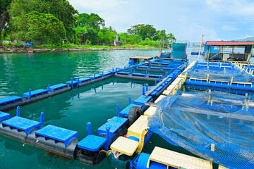 Floating net cages for marine fish farming, in Ambon Bay, Indonesia
