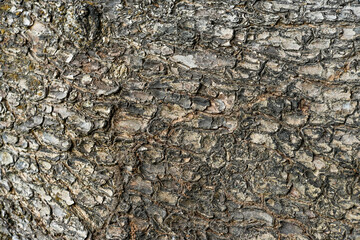 Natural wood bark texture background