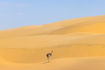 Picture of a running ostrich on a sand dune in Namib desert during the
