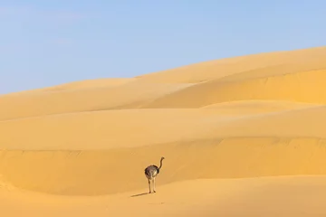 Wandaufkleber Picture of a running ostrich on a sand dune in Namib desert during the © Aquarius