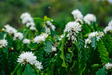 Coffee bean flowers blossom blooming on tree